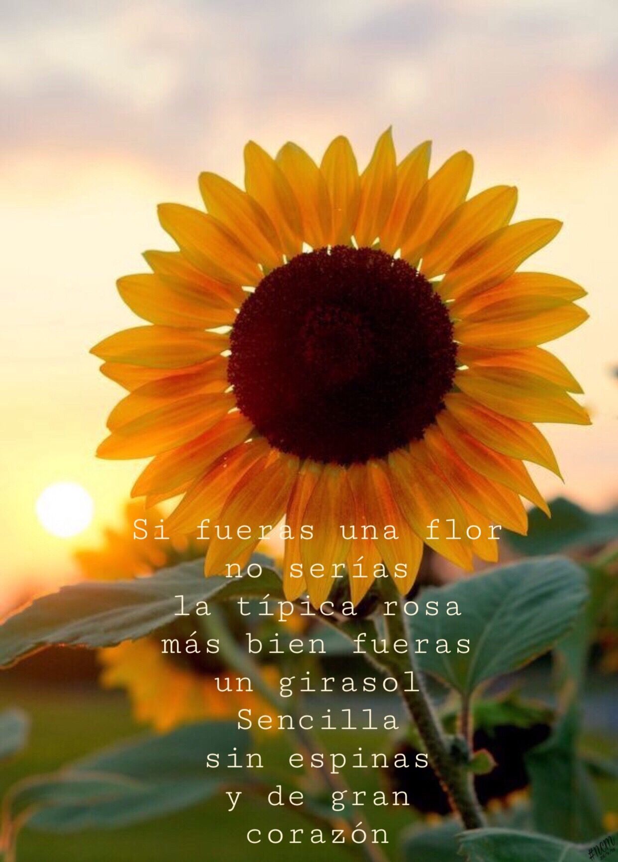 48 Frases Inspiradoras De Girasol